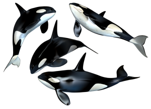 Whale PNG-19264